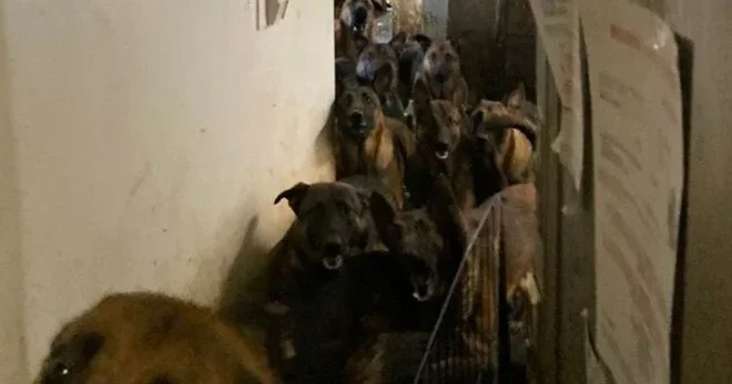 Sakinlərin təxliyə edildiyi binadan 48 it tapıldı
