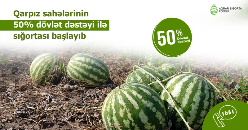 Azərbaycanda qarpız sahələrinin sığortalanması mövsümü başlayıb şərtlər, məbləğlər