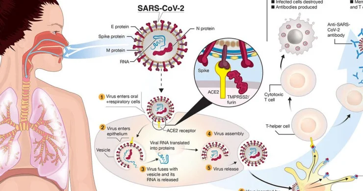 Alimlər koronavirus pandemiyasının başladığı yeri izləyiblər