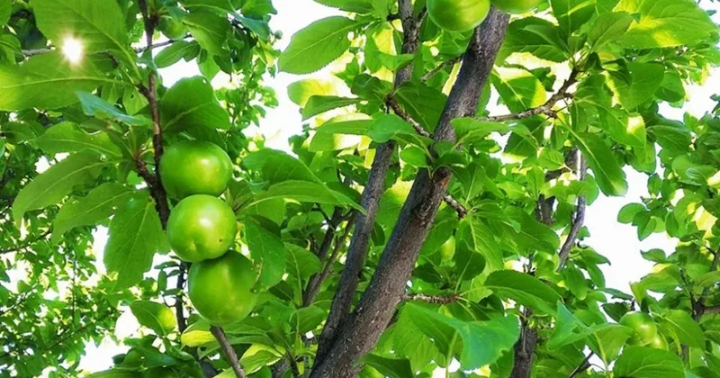 Alça ağacından yıxılaraq öldü
