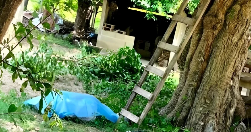 Göyçayda alça yığan kişi ağacdan yıxılıb öldü