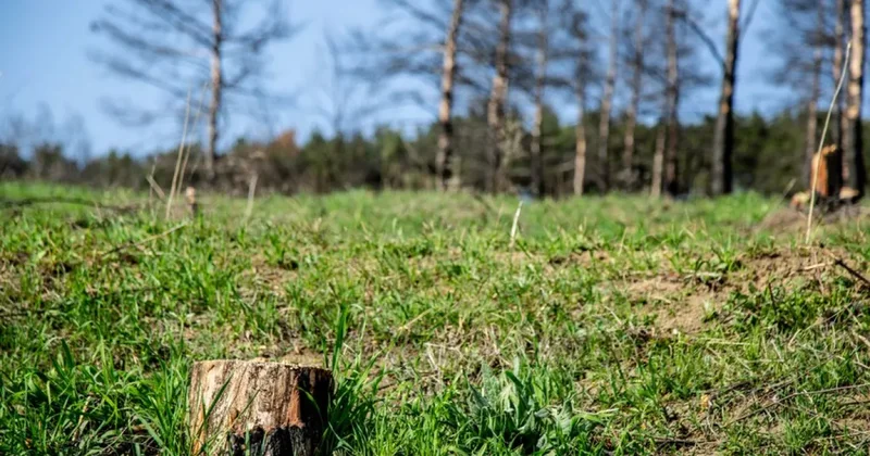 В Азербайджане чиновника уволили из за массовой вырубки деревьев