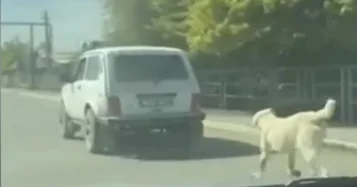 İti avtomobilə bağlayaraq sürüyən sürücü TUTULDU VİDEO