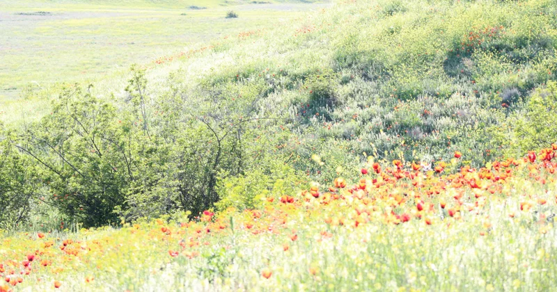 Ceyrançöldə laləlik Təbiətsevərlər üçün cəlbedici mənzərə