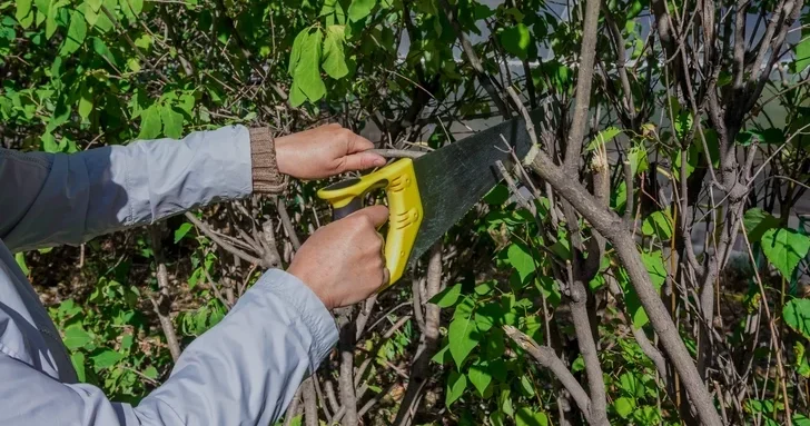 В Азербайджане упрощают порядок вырубки кустарников на сельскохозяйственных землях
