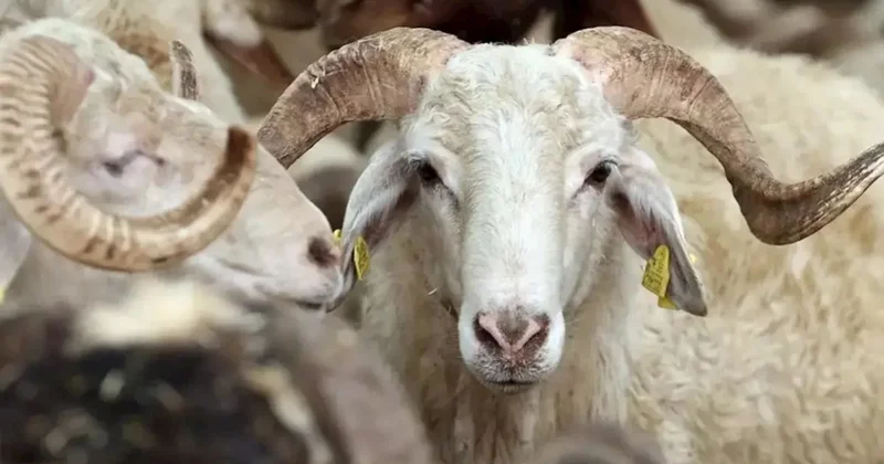 Maaşla dolananlara qurban düşür? Bayramda kimlər kəsməlidir
