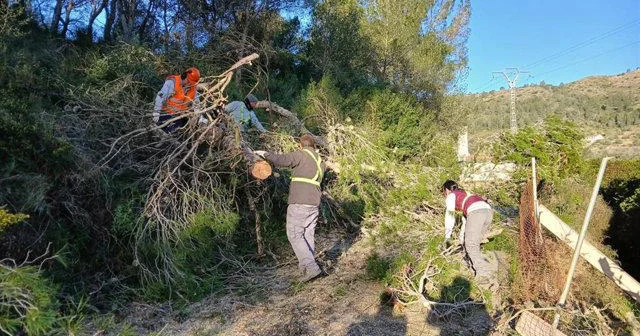 Yeni qanun layihəsində ağac və kol fərqləndirilir