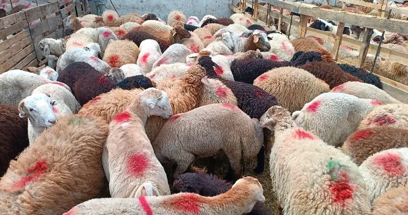 Qurbanlıq heyvanlar kəskin bahalaşdı QİYMƏTLƏR