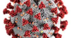 Hantavirus təhlükəsi: gəmiricilərin xəstəliyi insanlarda