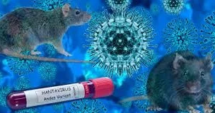 Yeni bəla Hantavirus