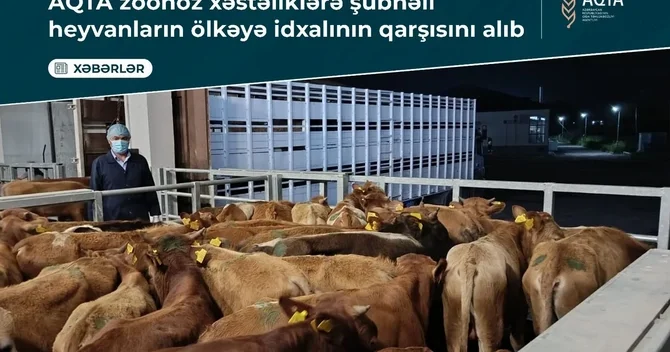 Azərbaycana xəstə heyvanların gətirilməsinin qarşısı alındı
