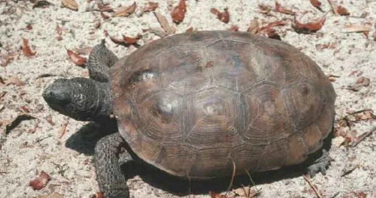 Tısbağa uşağı öldürdü Görün necə