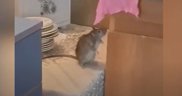 Bu kadrlar Bakıdakı uşaq bağçasında çəkilib Video