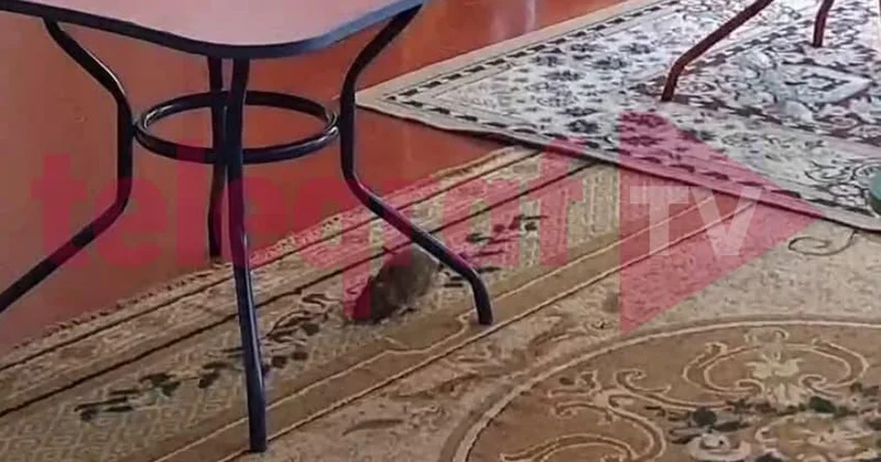 Bakıda uşaq bağçasını siçovullar basdı VİDEO