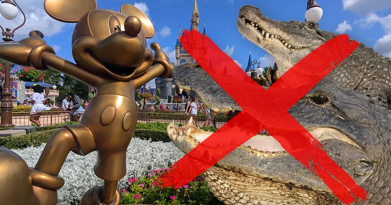 “Disneyland”dən 414 alliqator çıxarıldı!