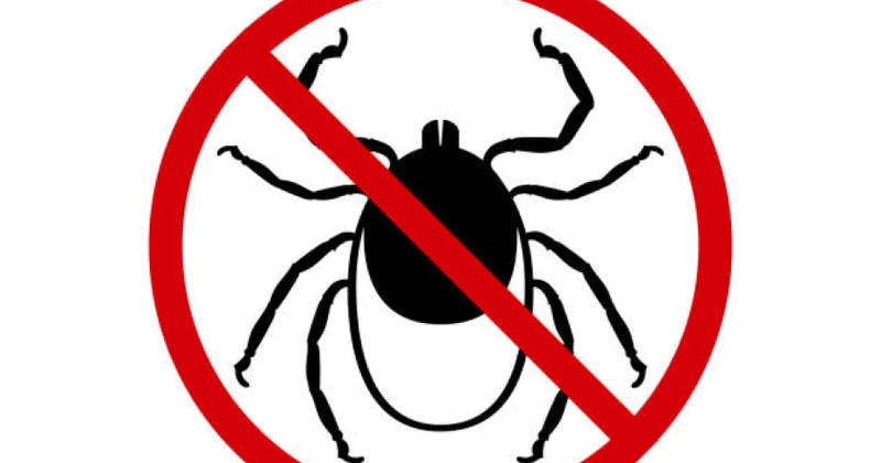 Yaponiyada ölümcül gənə virusunu bir neçə saata aşkar edən test hazırlanır