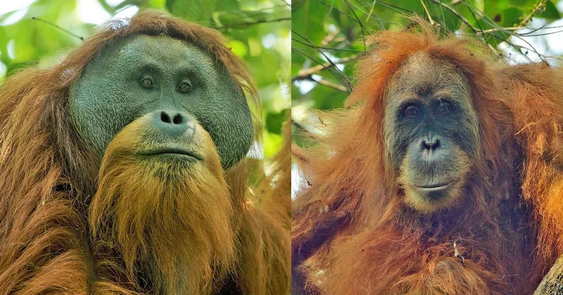 İndoneziyada yağan yağışlar ən nadir orangutanların 7% ni məhv edib