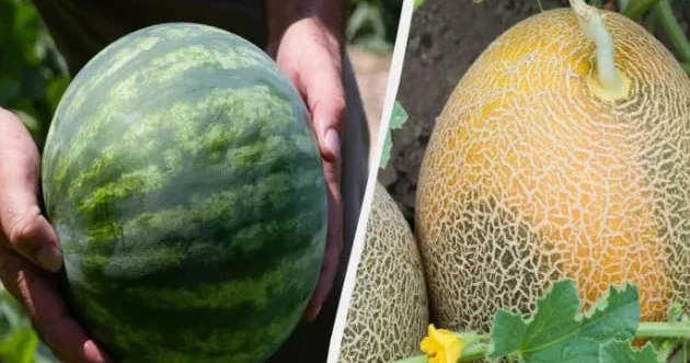 Hansı daha xeyirlidir, yemiş, yoxsa qarpız? İki meyvənin müqayisəsi