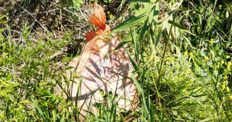 Пресечена незаконная культивация наркотических растений в Габале есть задержанный ФОТО