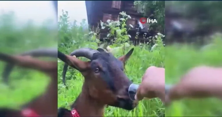 Stəkandan çay içən keçi sosial şəbəkələrin marağına səbəb olub