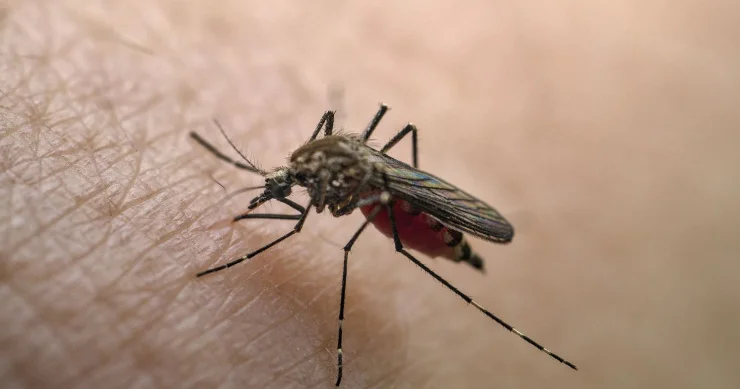 Ağcaqanadlarla yayılan virus Azərbaycana gəlib? RƏSMİ