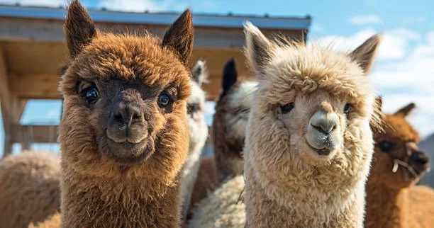 Lama tükü şizofreniyanı müalicə edə bilər
