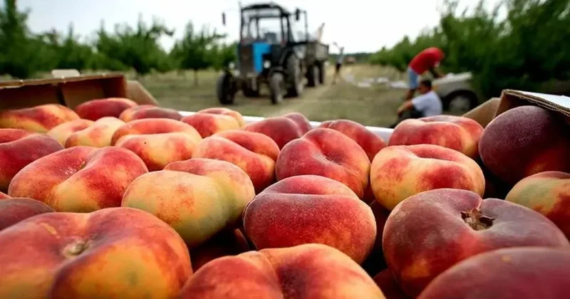 Россия стала основным рынком сбыта грузинских персиков