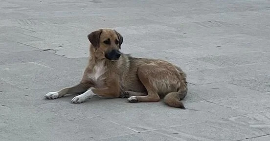 “Qaçqın şəhərciyi”ndə uşağı it qapdı