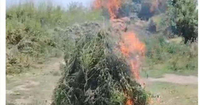 Ucarda yabanı halda bitən çətənə bitkiləri yandırıldı