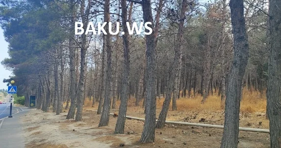 Biləcəri parkında ağaclar kütləvi kəsilib?