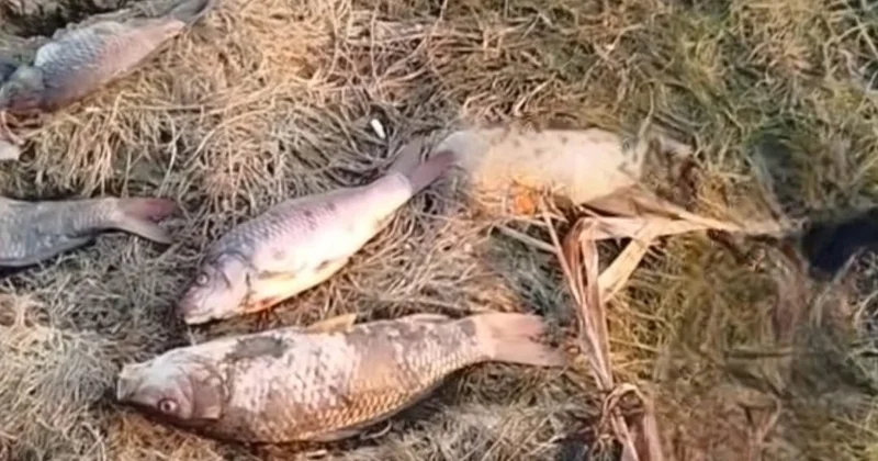Mahmudçalada balıqların kütləvi ölümünün səbəbi...