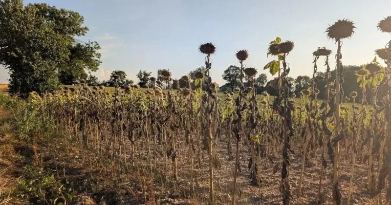 Su qıtlığı böhranı böyüyür Fransada bəzi şəhərlərdə su şüşə ilə paylanır