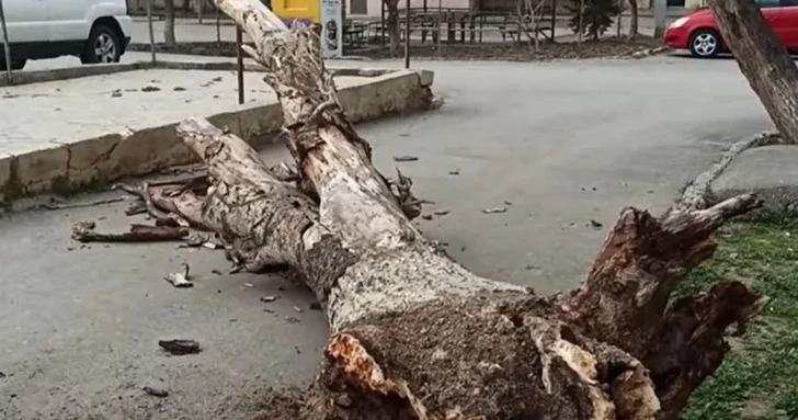 Ураганный ветер обрушил деревья: 31 летняя женщина пострадала в Бинагадинском районе