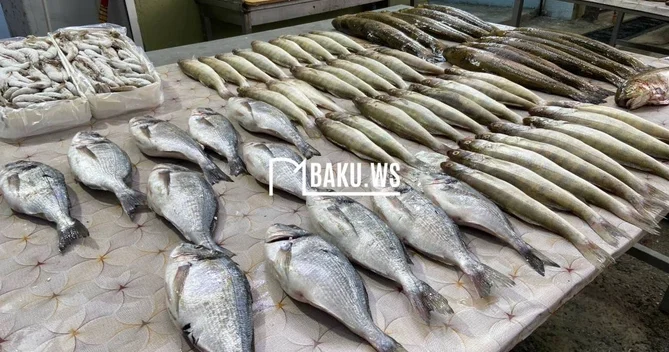 Bakıda balıq yarmarkası fəaliyyətə başladı