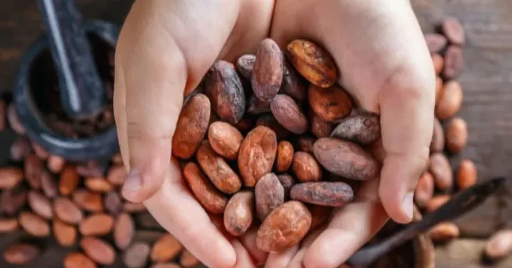 TOAT Azərbaycanın ilk Bean to Bar (kakao dənəsindən şokolada) şokolad mağazası Bakıda açıldı