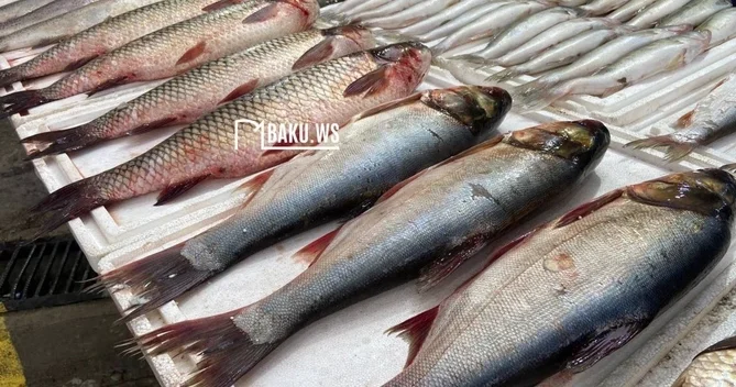 Bakıda yarmarkada balıqlar neçəyə satılır? QİYMƏTLƏR