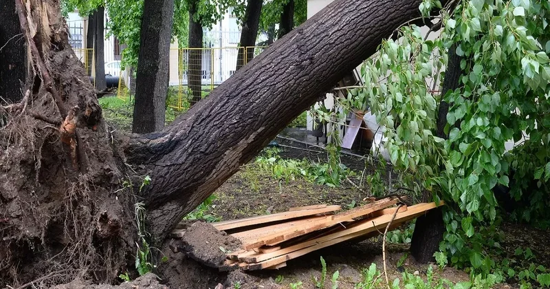 В Баку на женщину упало дерево