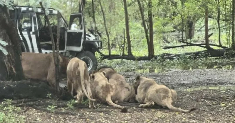 Şirlər zoopark əməkdaşını parçaladı