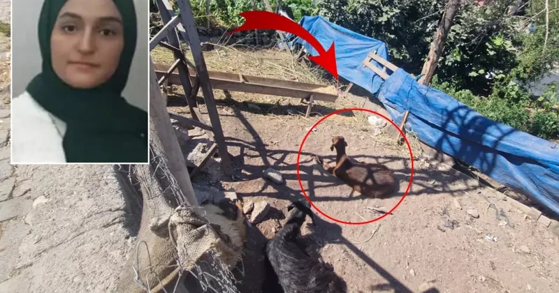 22 yaşlı Pərvin faciəvi şəkildə öldü Keçiyə toxundu, tok vurdu FOTOlar