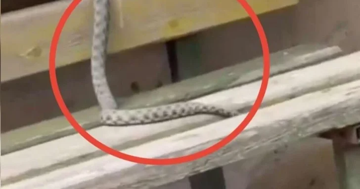 В Баку змея заползла на скамейку во дворе