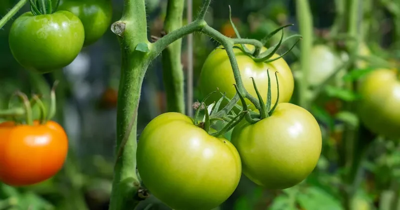 Antioxidants: томатная паста способна улучшить внимание и память