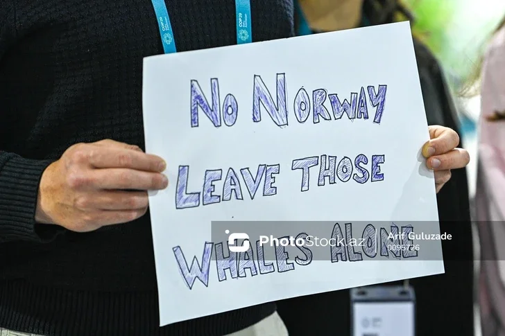 Экоактивист на COP29: Нас тревожит рост масштабов китобойного промысла Новости Азербайджана