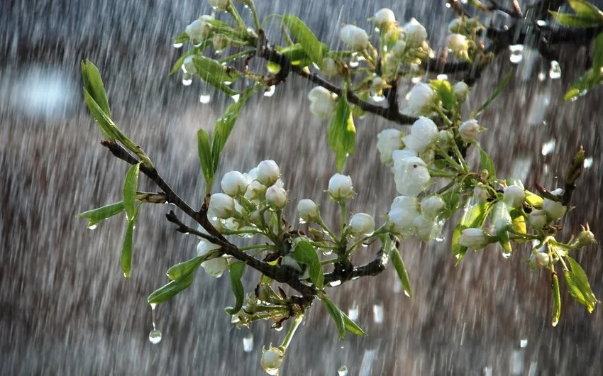 Bəzi yerlərdə yağış, Şahdağda isə qar yağır FAKTİKİ HAVA Azərbaycanda özəl xəbərlər, araşdırmalar, təhlillər və müsahibələrin tək ünvanı