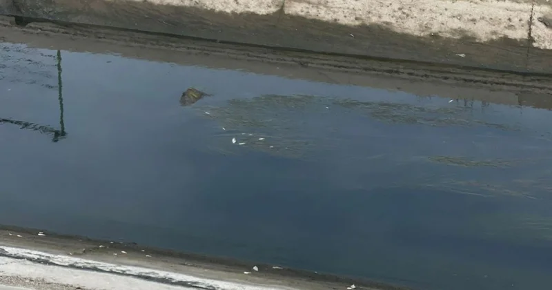 Samur Abşeron kanalında balıqların tələf olması ilə bağlı araşdırma aparılır