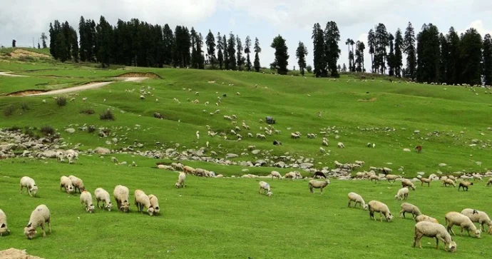Monqolustandan gətirilən ətlə bağlı ŞOK görüntülər Heyvanı belə kəsirmişlər VİDEO