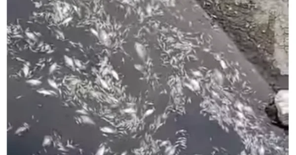 Sudan nümunələr götürülüb Abşeron suvarma kanalında minlərlə balıq niyə tələf olub? (VİEO)