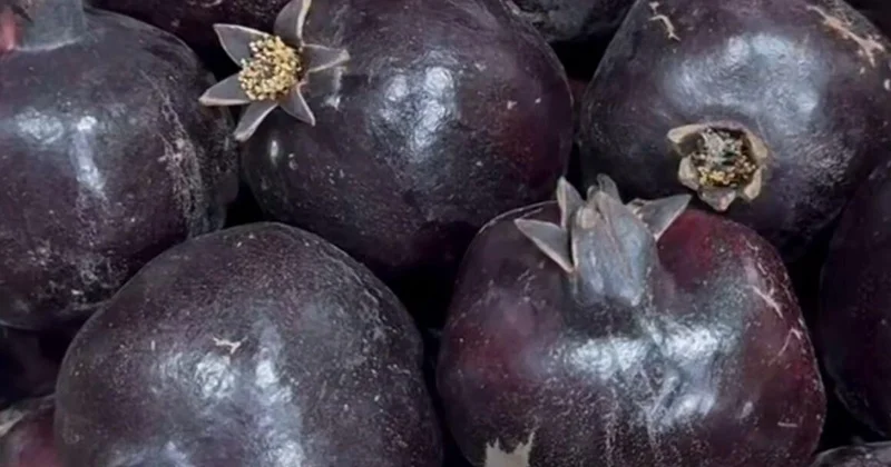 Göyçaydakı “qara nar” hər kəsi təəccübləndirdi