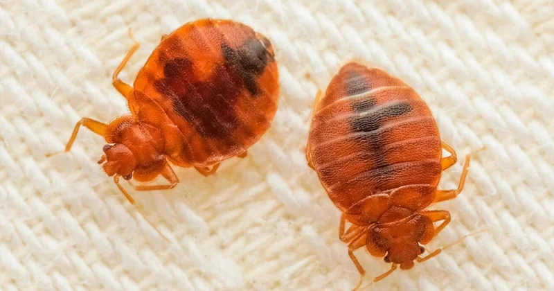 Bitləri ölkəyə Rusiya göndərir