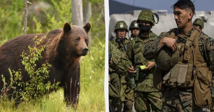 Ayılarla mübarizə üçün ordu ayağa qaldırıldı