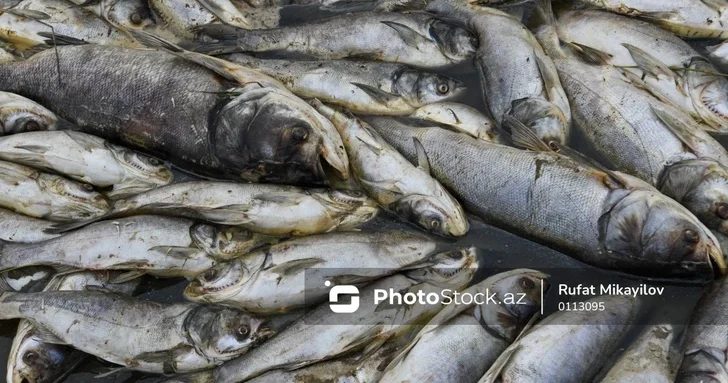 Массовая гибель рыбы в Абшеронском оросительном канале: началось официальное расследование